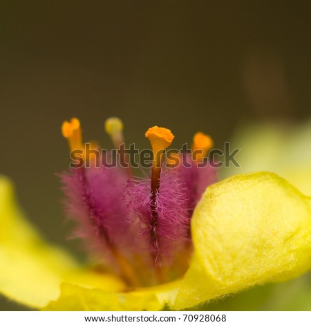 yellow petals and purple stamens of verbascum spp.