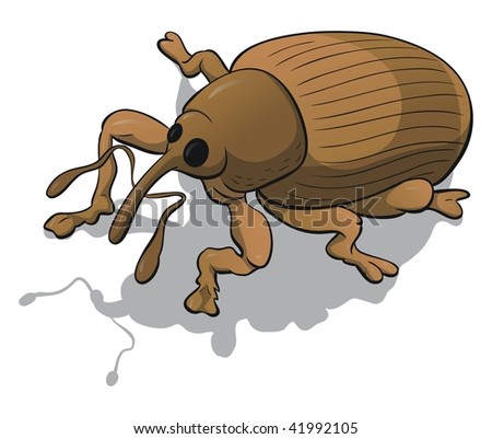 A Weevil. Stock Photo 41992105 : Shutterstock