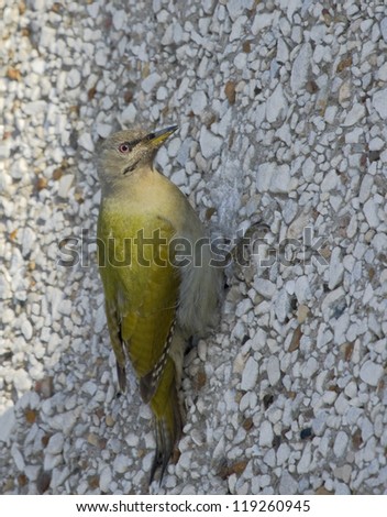 Grey-headed Woodpecker on wall of house