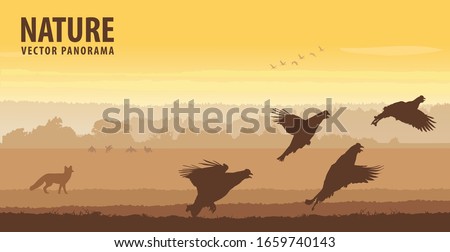 Black grouse cocks take off in field on sunrise. Wildlife vector panorama