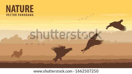 Black grouse cocks take off in field on sunrise. Wildlife vector panorama