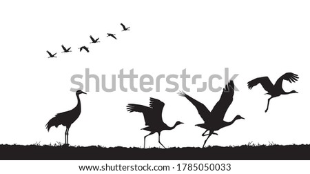 Common cranes take off in field. Vector silhouette