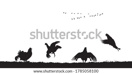 Black grouse cocks jump in field. Vector silhouette