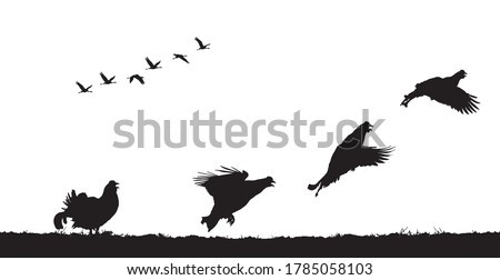 Black grouse cocks take off in field. Vector silhouette