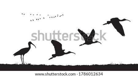 Similar – Image, Stock Photo a bird takes off from the sandy beach