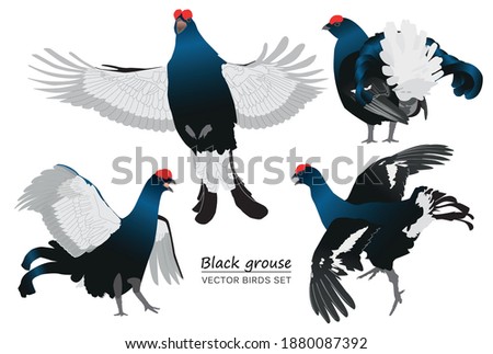 Black grouse isolated on white background. Vector illustration set