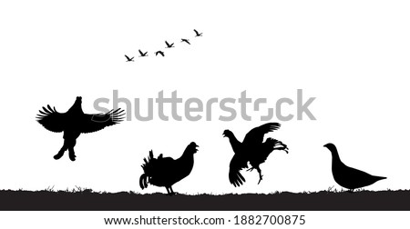 Black grouse cocks jump in field. Vector silhouette