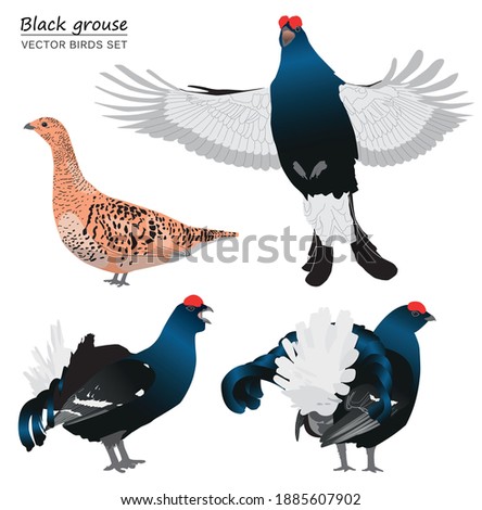 Black grouse isolated on white background. Vector illustration set