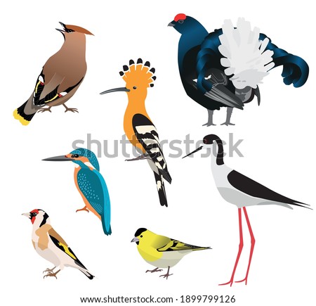 Birds isolated on white background. Vector illustration set