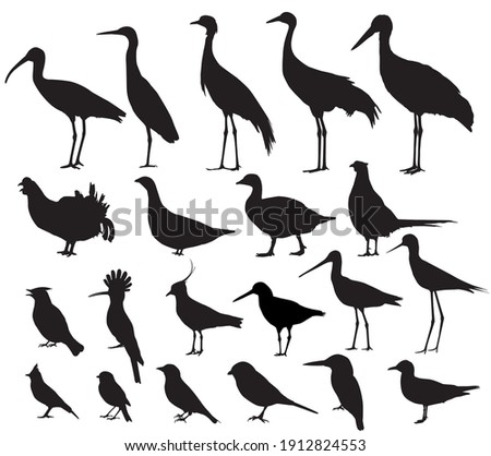 Shorebirds and birds of fields. Silhouettes vector set