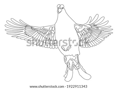 Black grouse line drawing in vector