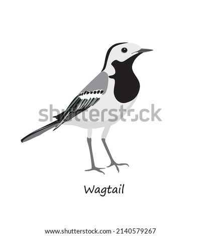 White wagtail isolated on white background. Vector illustration