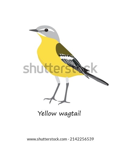 Western yellow wagtail isolated on white background. Vector illustration