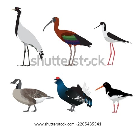 Set of birds isolated on white background. Vector illustration