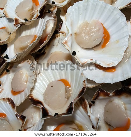 closeup of big raw scallop shells on sea market table