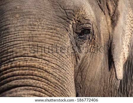closeup portrait of elephant, sad eye and skin details