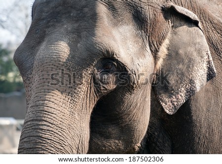 closeup portrait of elephant, sad eye and skin details