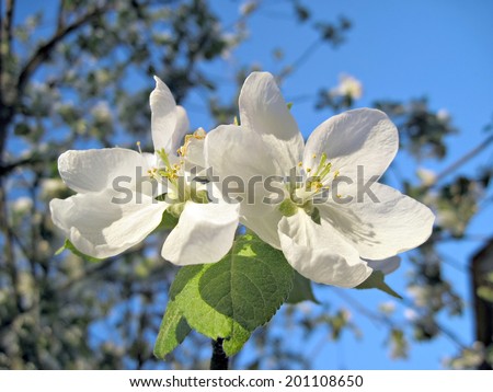 two big white apple spring blossom flowers closeup
