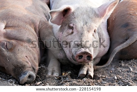 three big pigs laying together on the ground