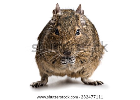 domestic fat degu hamster full-length front view isolated on white background