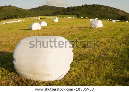 closeup of roll of hay on mowed field background