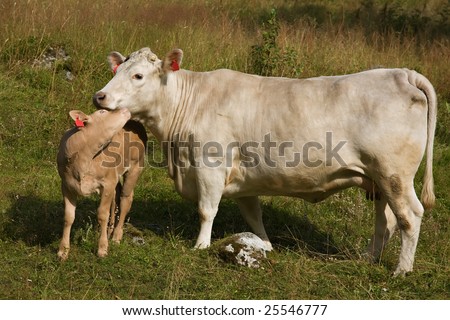 calf gently snuggled up to the cow on the green field