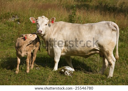 little calf kisses a cow, a cow looks in a camera