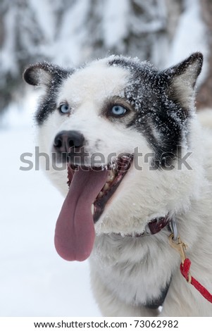 close-up portrait of sled dog with open mouth and red tongue hanging