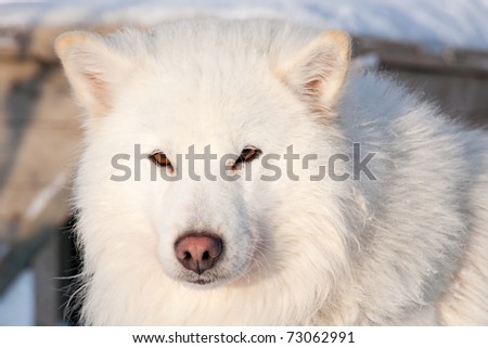 Close-Up Snout Of White Dog Of Chukchi Husky Breed Stock Photo 73062991 ...