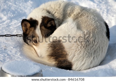 sad dog lying on snow with melancholy look of brown eyes