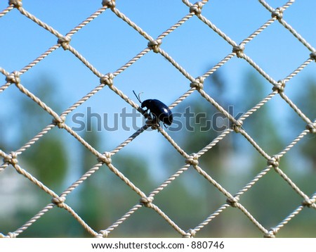 Similar – Image, Stock Photo lonesome beetle Insect