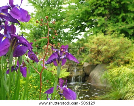 japanese purple flowers with unsharp background