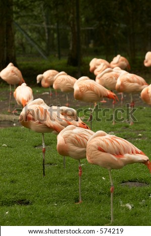 Flamingoes on one leg
