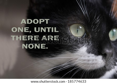 DOMESTIC STRAY CAT ADOPTION POSTER.  Can be used for animal charity and shelter to help find lost and stray cats new homes.