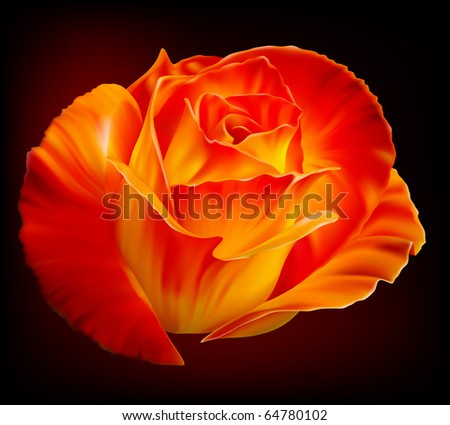 Vector photo-realistic beautiful fiery rose on a black background