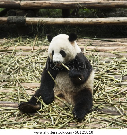Panda eating in a relaxed sitting posture