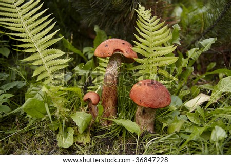 Red-capped scaber stalk in forest (leccinum aurantiacum).Close-up, shallow DOF.