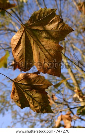 Two leaves ready to fall on a clear day.