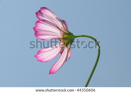 Pink cosmos photographed in summer light against the blue sky.