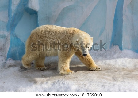 portrait of large white bear on ice