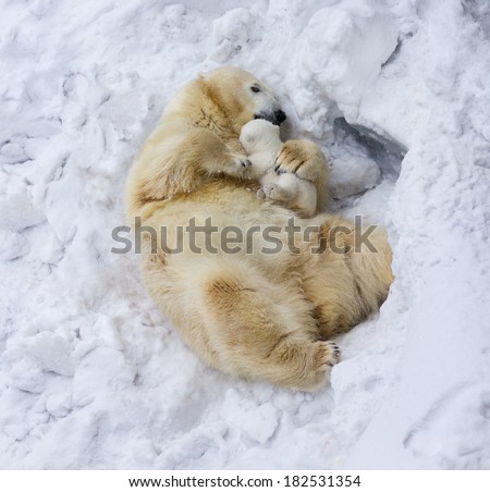 Polar bear with cub. Mother love