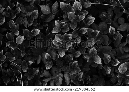 abstract black and white leaves & branch texture