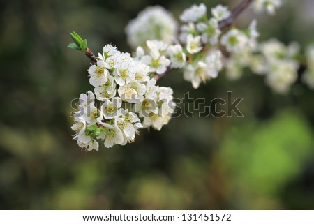 closeup of the plum tree flower in full bloom at early spring