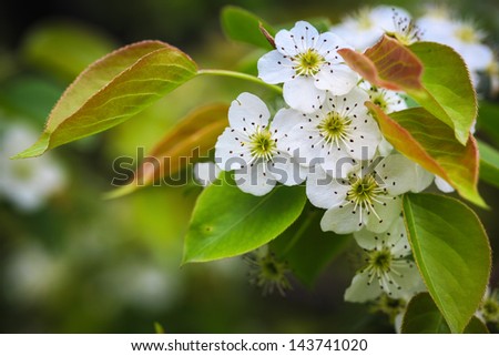 closeup of the pear blossom in spring