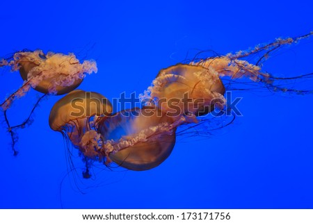 jellyfish with blue background of black start northern sea nettle