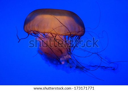 jellyfish isolated on blue,black start northern sea nettle