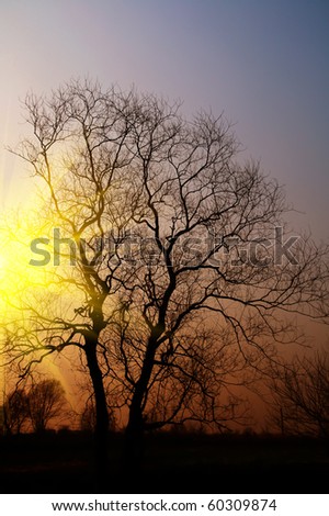 silhouette of the tree in the sunset ,the sun behind the tree