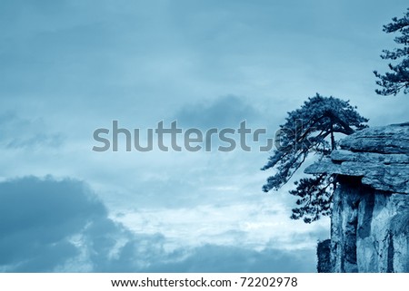 pine tree on the precipice with sky