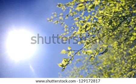 Spring. Sun. Sky. Plant.