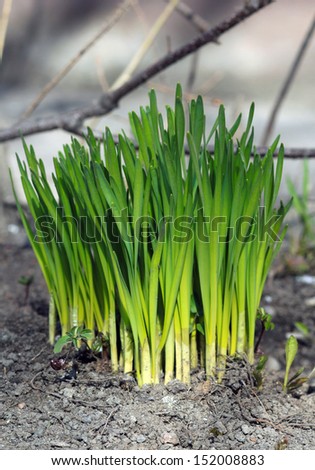 Spring came and raised the first green shoots of grass.